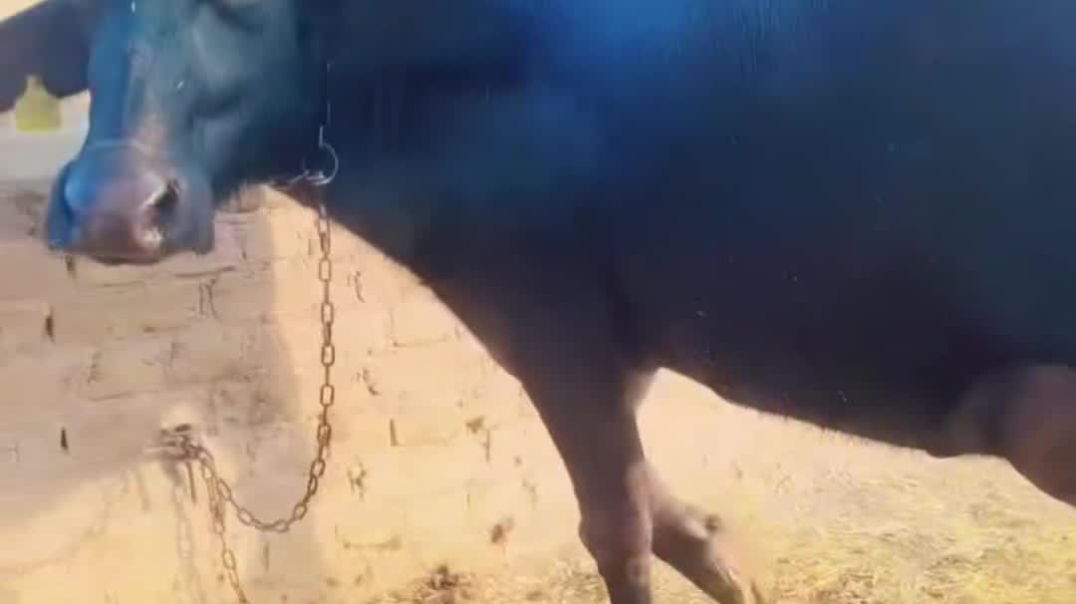 VID_20251207_073240_016