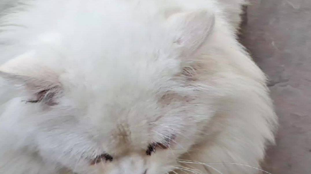 ⁣2025-06-10-111030244