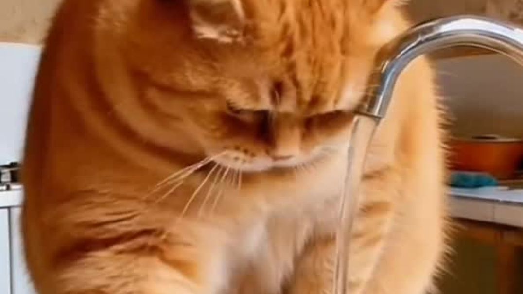 Cat and his girlfriend