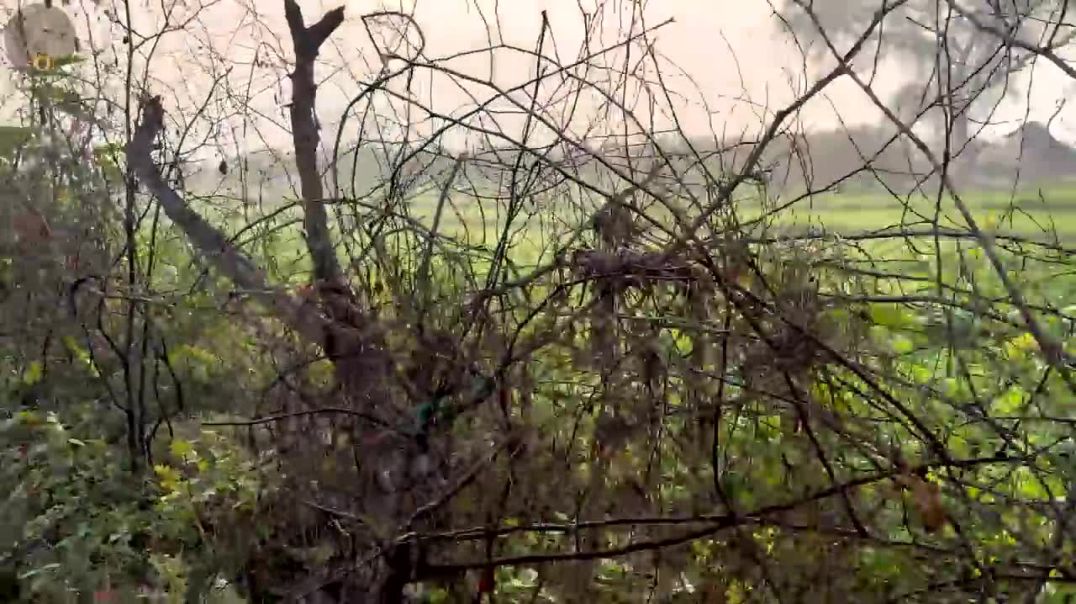 ⁣महाराज जी संग ठाकुर राधापिय जू का अद्भुत वन विहार! Bhajan Marg