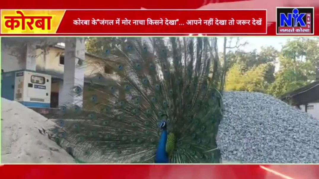 ⁣कोरबा के जंगलों से सामने आया प्रकृति का अद