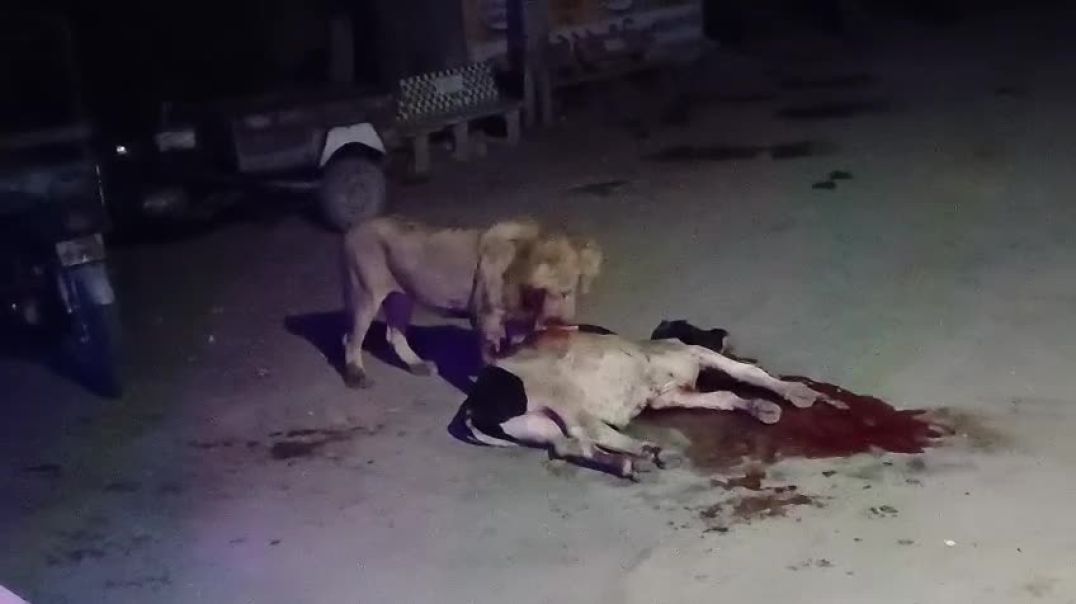 ⁣VID-20251217-WA0017