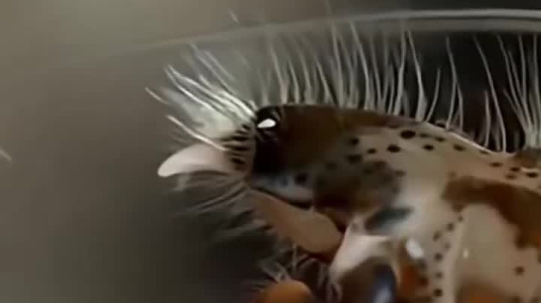 ⁣Why These Creatures Scare Scientists #shorts #facts #space #reels #emotional(720P_HD)