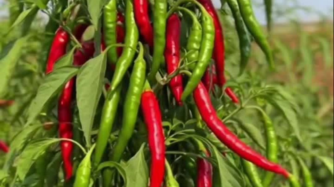 ⁣Vegetable farming right solution