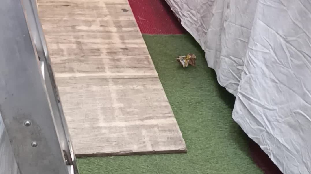 ⁣#mogru #bhai #vlog