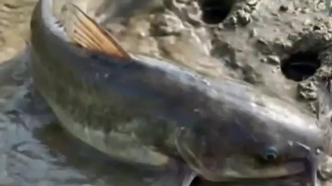 ⁣#fishing #fish fishinglife