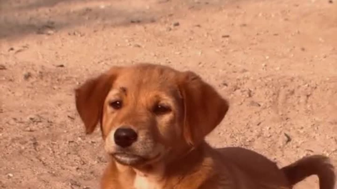 #doglover❤️🦴🐕