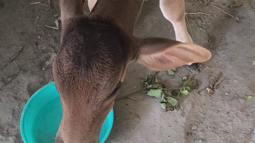 ⁣हमारा छोटा मुन्ना/#trending #shortvideo #viral #viralvideo #video #vlog #shorts #trendingshorts