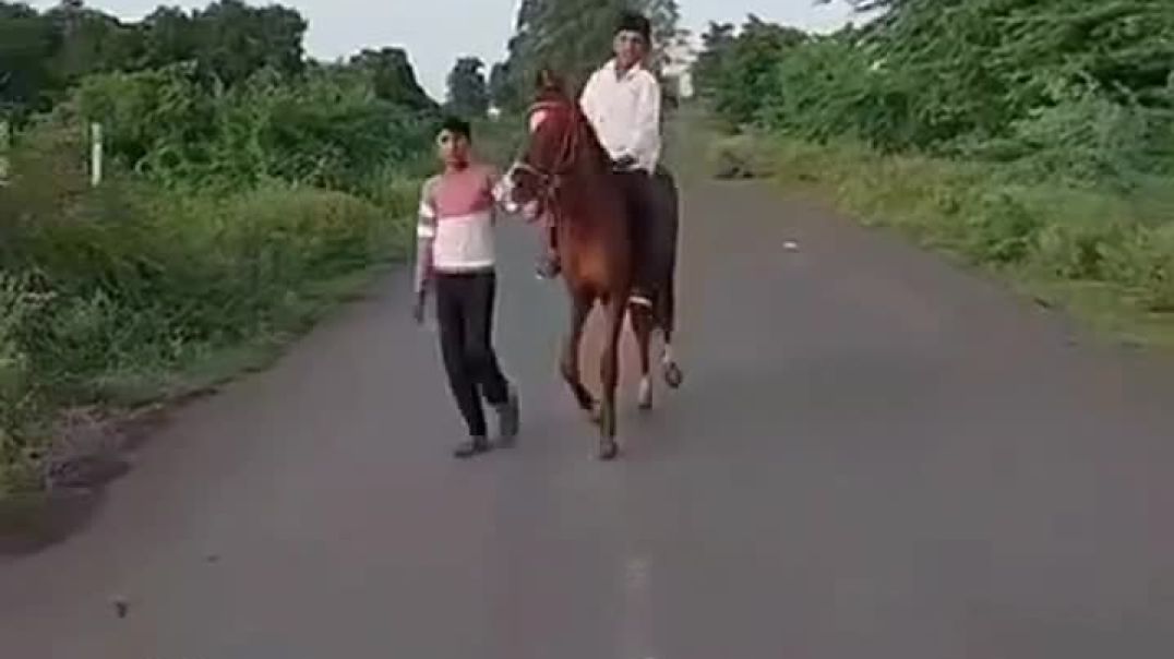 ⁣Horse lover
