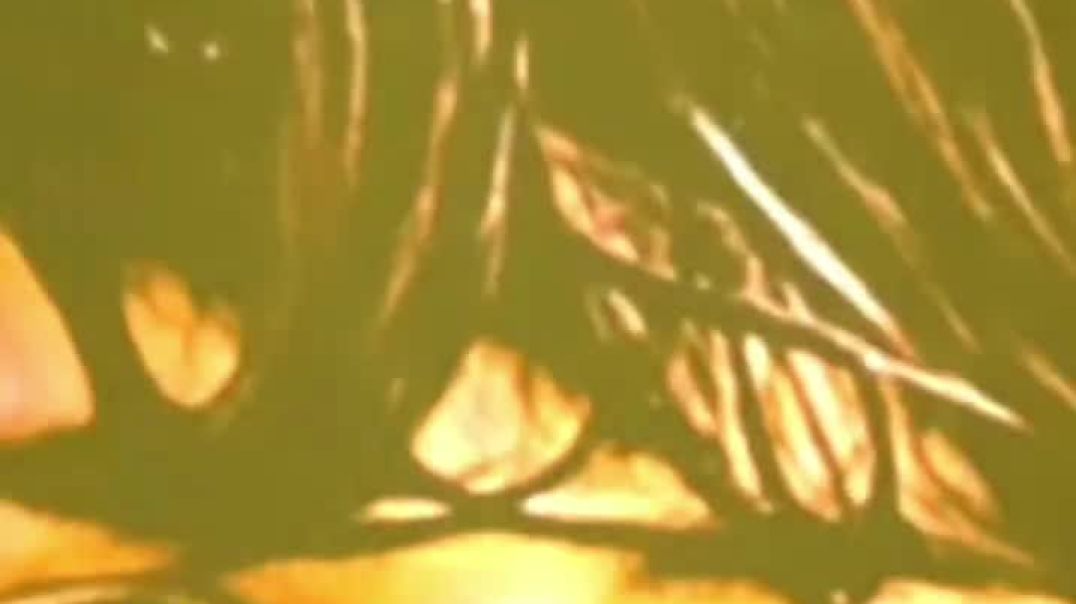 ⁣👿‼️💯💯🥀🥀 support me kijiya