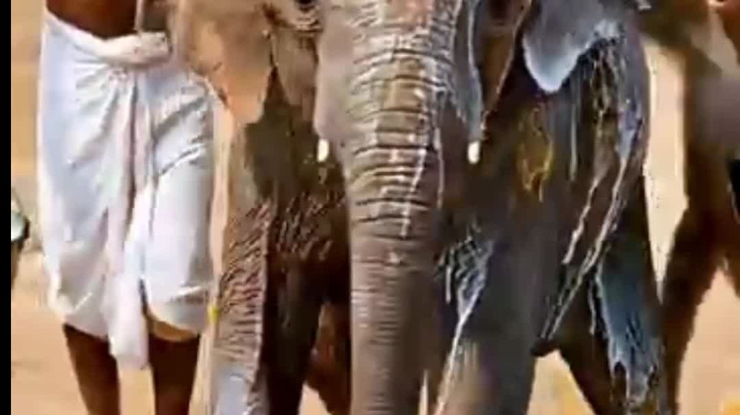 ⁣आदमी और बंदर ने बचाई हाथी की जान