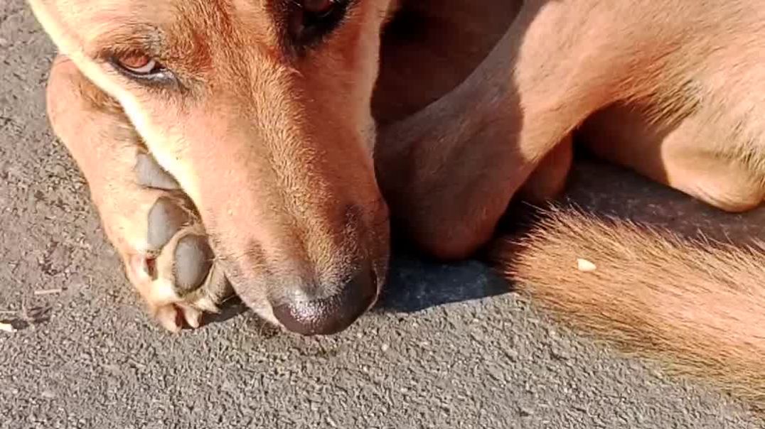 ⁣Dog German shepherd