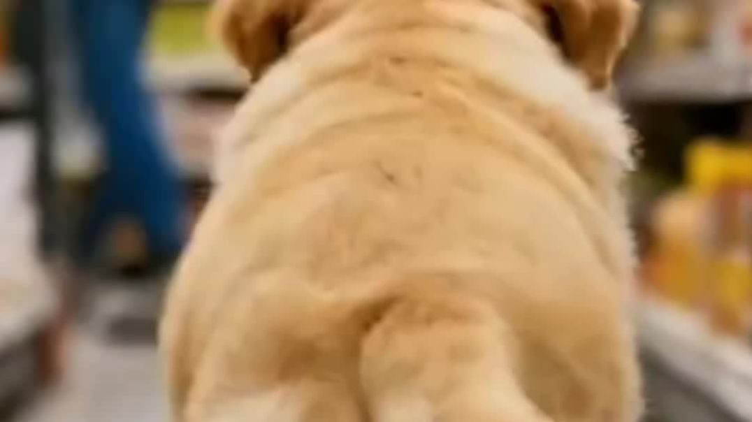 ⁣Dog cooking a food 😋