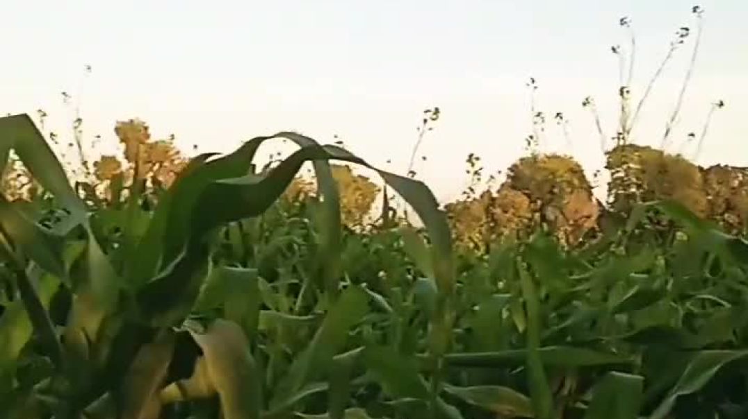 ⁣#farming #youtubeshorts