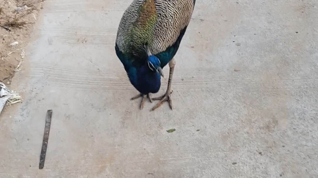 video_20251201_072551