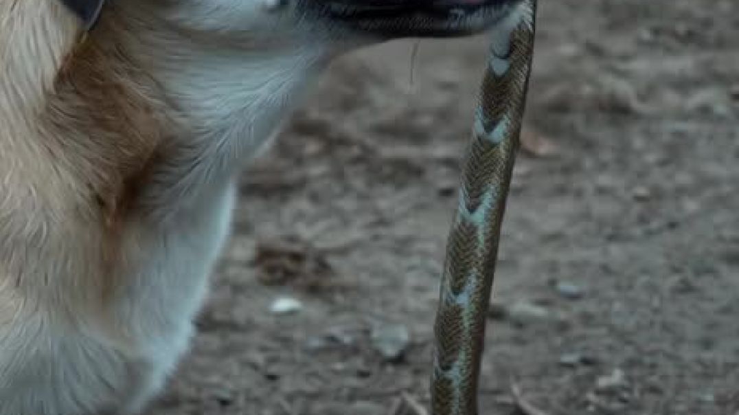 ⁣Dog aur snake ka Masti time