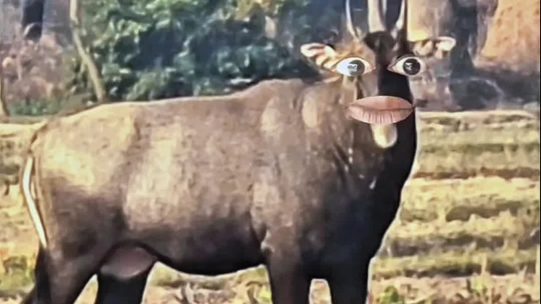 ⁣Funny #intertainment #instafeed #apnatube