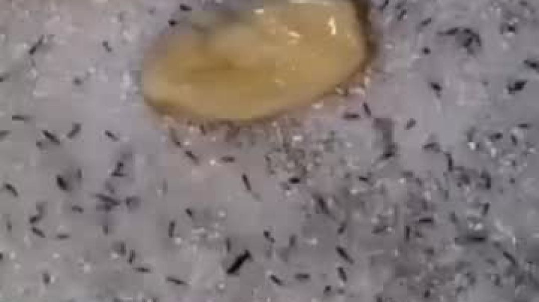 #गोड_पदार्थावर_मुंग्या_झाल्यावर_हा_जुगाड_करा