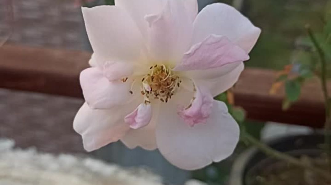 ⁣#Halfwhitehalfpinkrose #gardning #garden