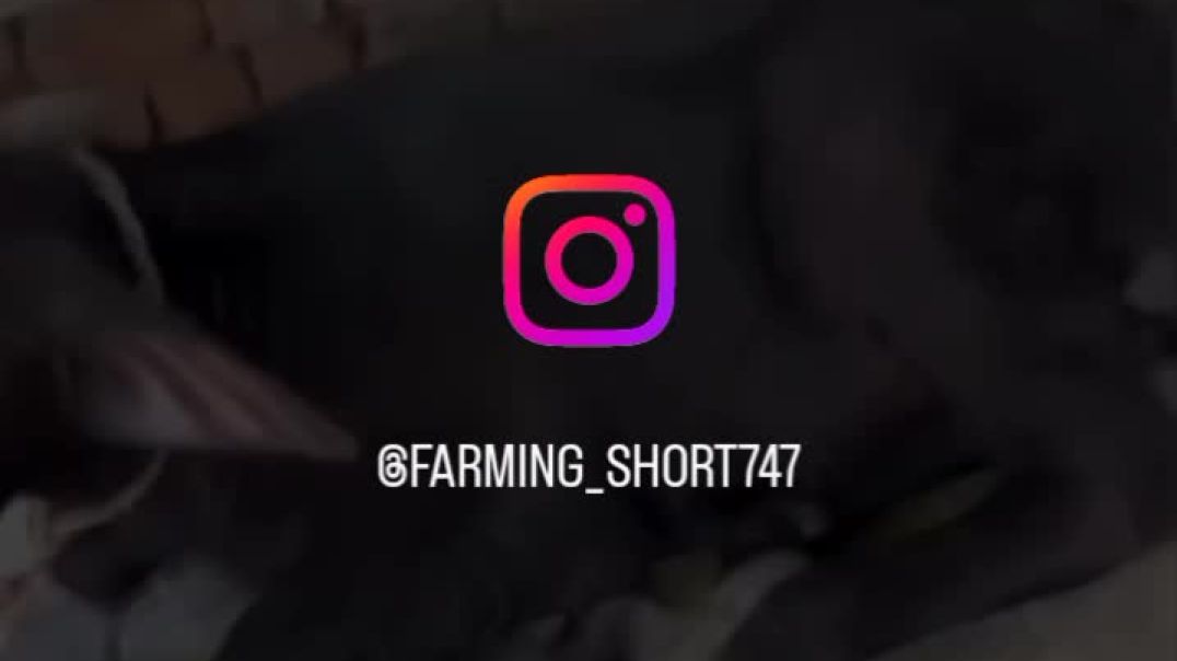 VID_20251210_044643_760