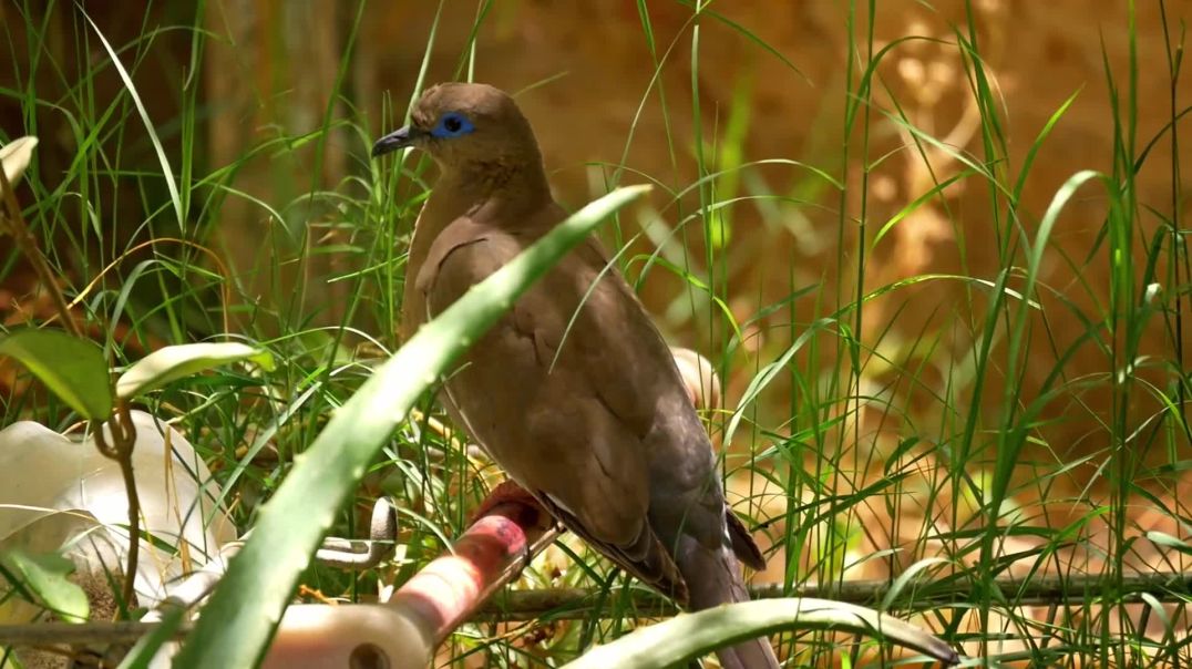 6247699-hd_1920_1080_24fps