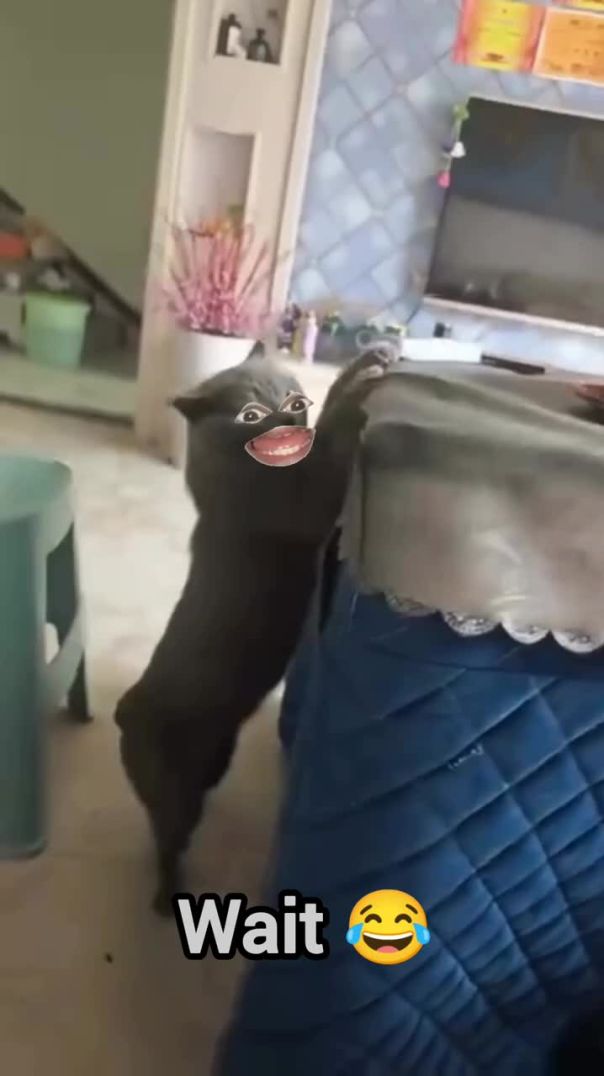 चोर बिल्ला 😸😯😂 _ytshorts _shorts _funny _viral _shortvideos _DkDeepak(720P_HD)