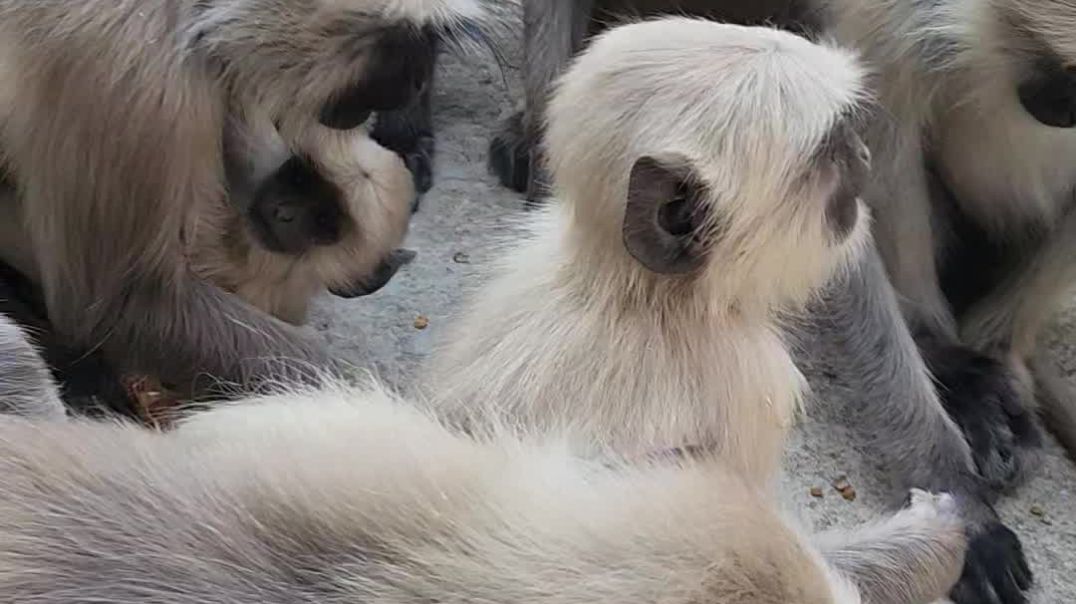 ⁣Mansa mata mandir