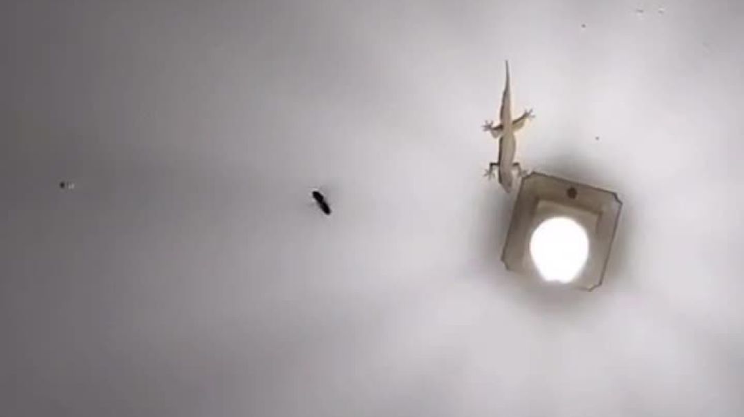 VID_20250920_025248_433