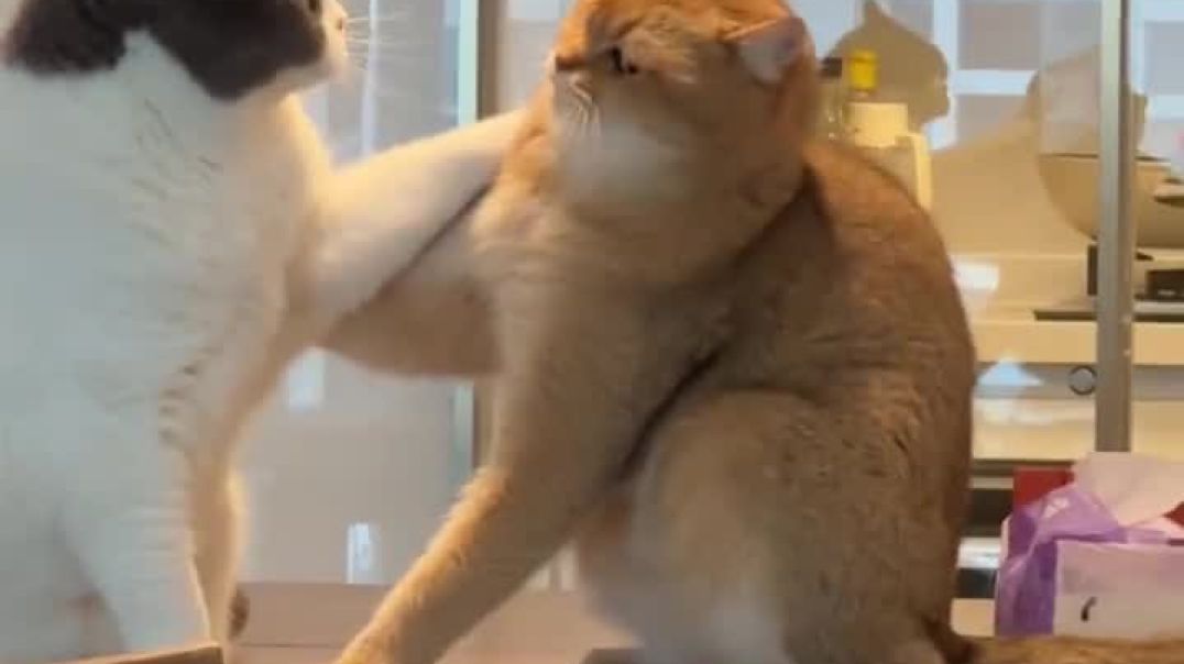 ⁣Funny Cat Video