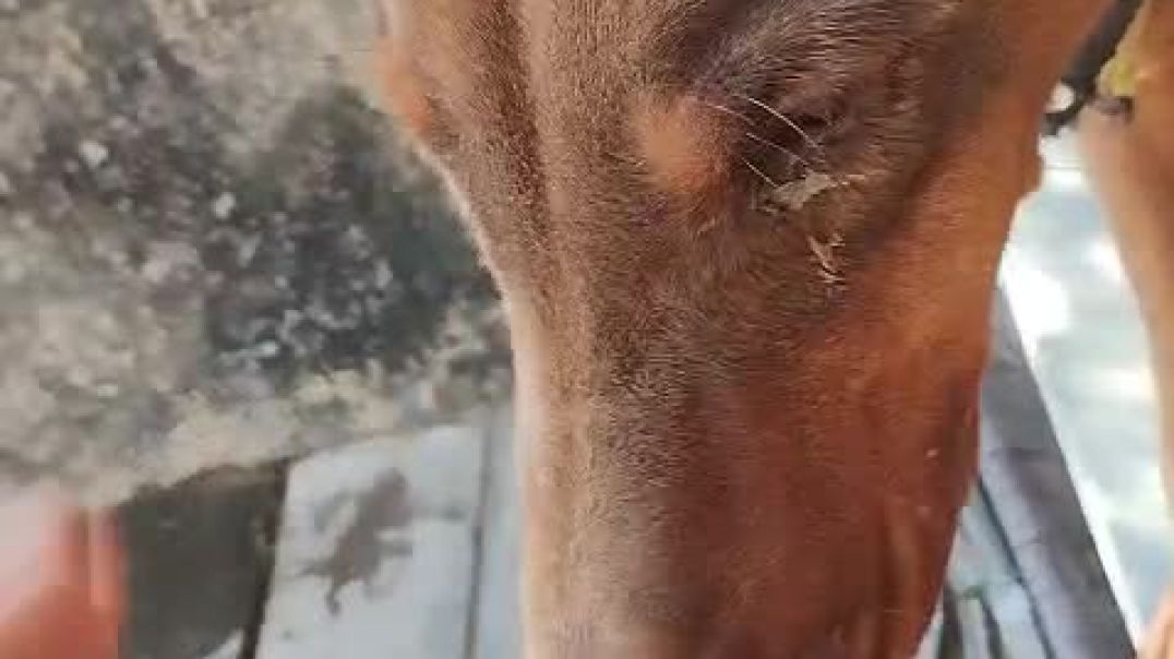 ⁣VID-20251212-WA0002