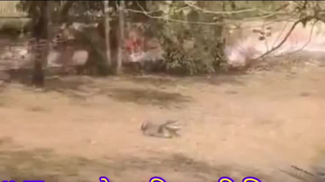 ⁣हरियाणा के रोहतक में मगरमच्छों के बाड़े में घुसा युवक