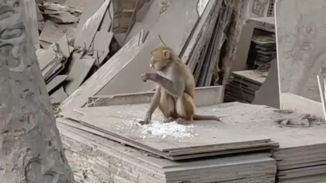 ⁣Bandar ki masti 🥰🥰😍