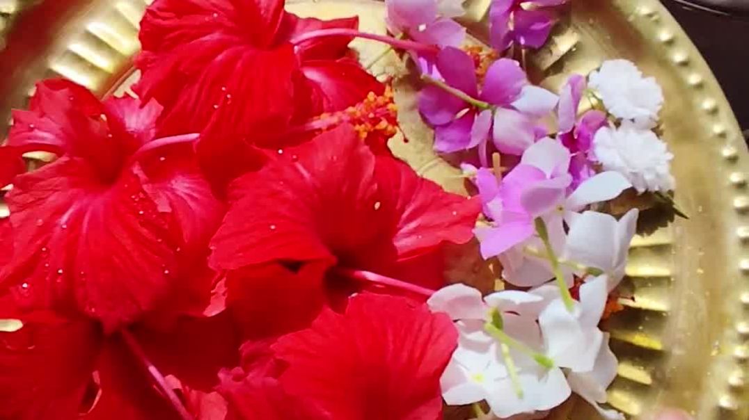 ⁣Nijer hate Lagono gah take ful tulchi.নিজের হাতে লাগানো গাছ থেকে ফুল তুলছি।