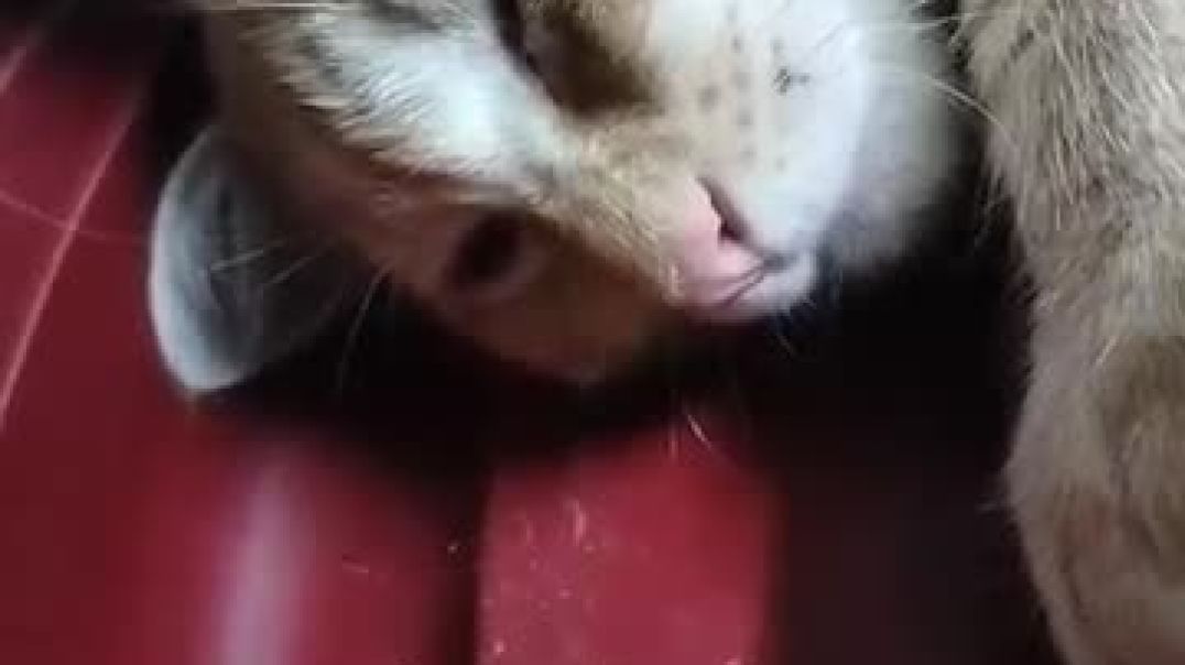 ⁣videoplayback (3)