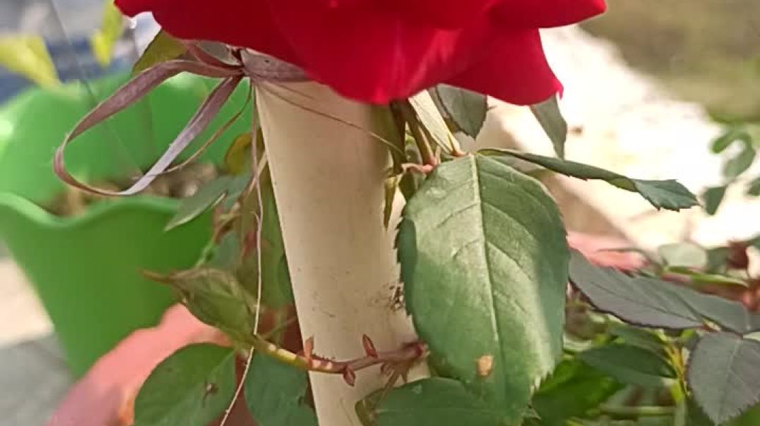 ⁣Lovely Garden #Redrose #redflowers #roseflower #trending