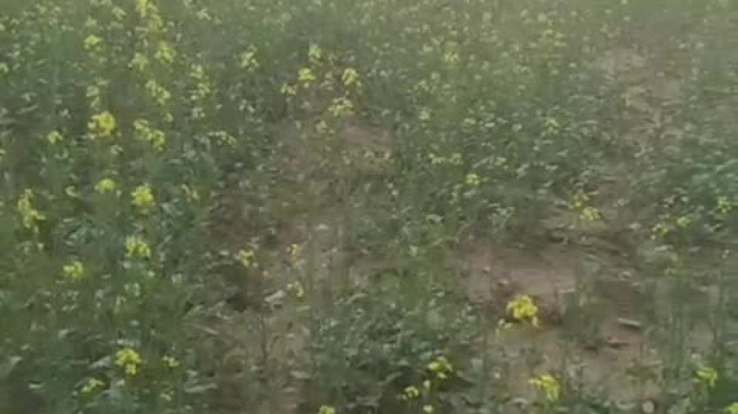 ⁣वीडियो को देखकर चैनल को सब्सक्राइब करिए