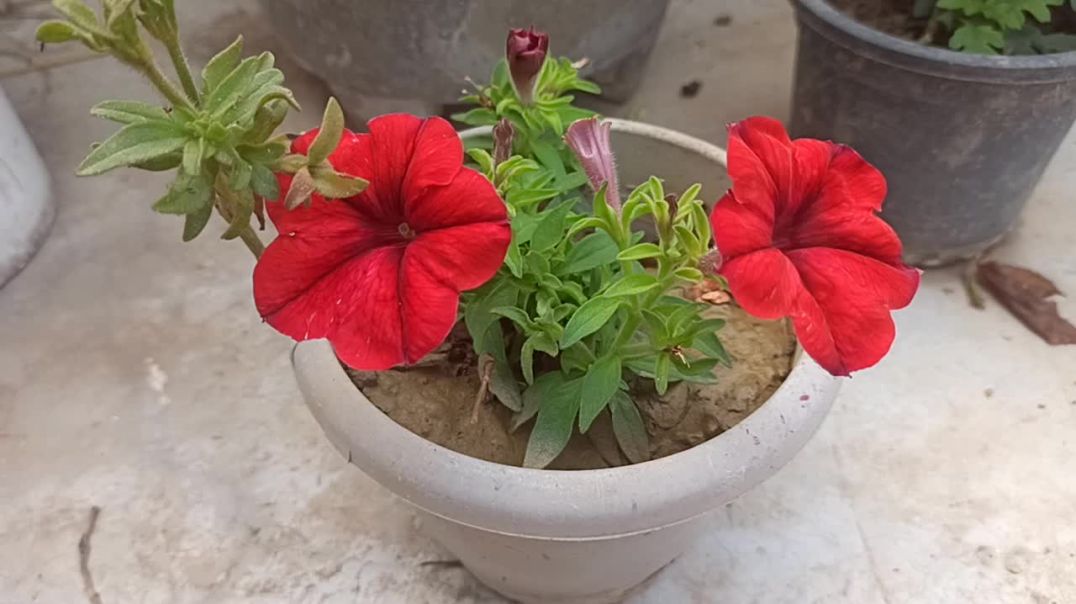 ⁣My lovely garden #gardning #gardningvideo #viral #newtren