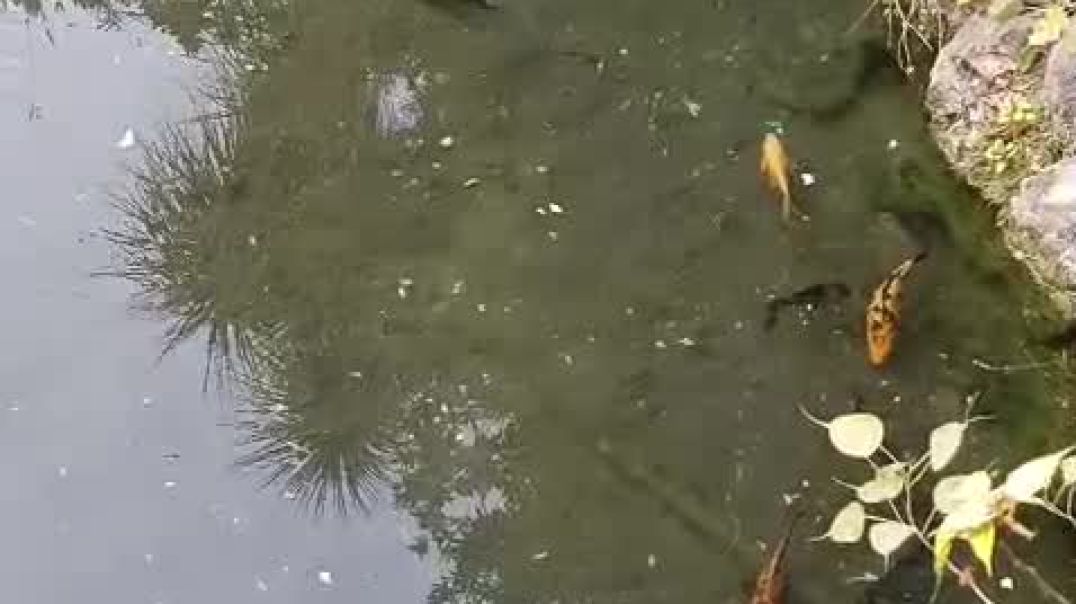 ⁣VID-20251212-WA0063