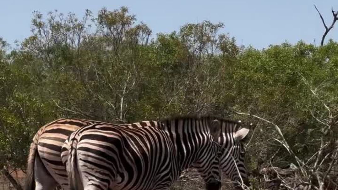 ⁣Facebook_1765039471285(720p)