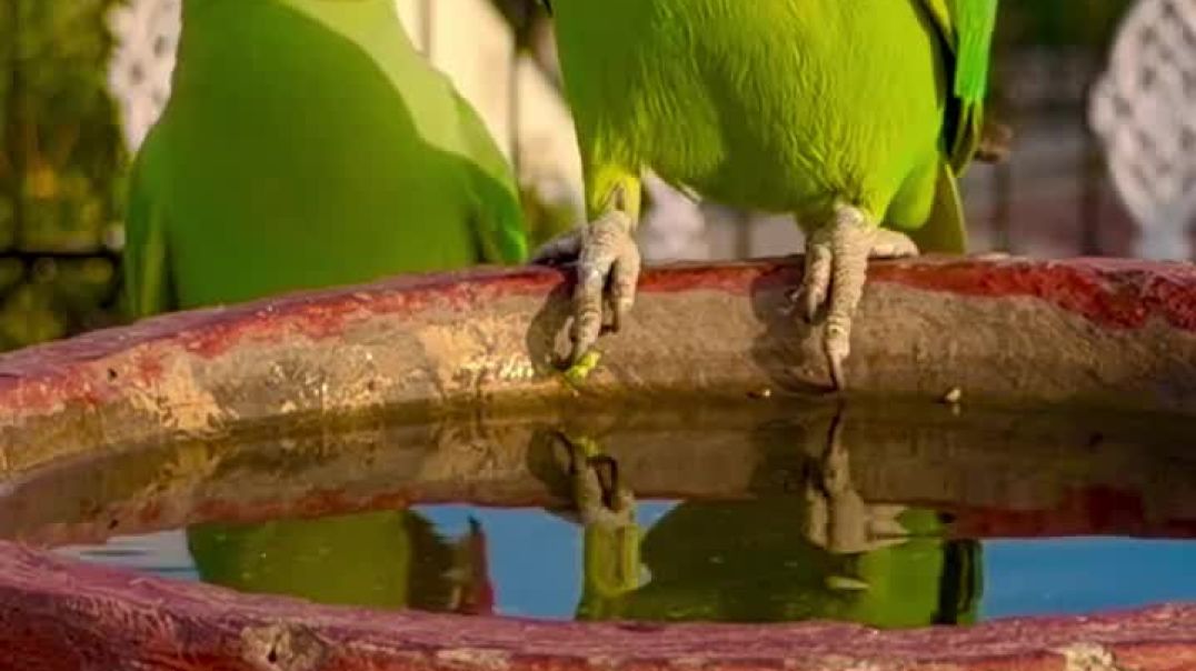 ⁣Parrot reels ❣️❣️