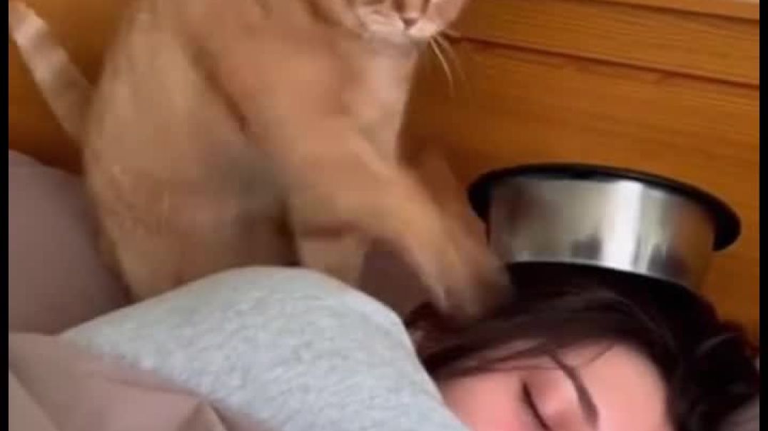 ⁣Funny cat video 🤣