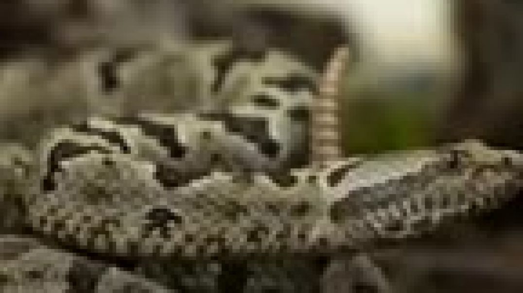 Russell_viper_kiya_apako_pata_hai_short_video_144P