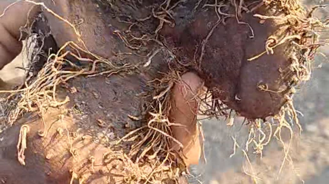 ये कोनसा कंद मूल फल है