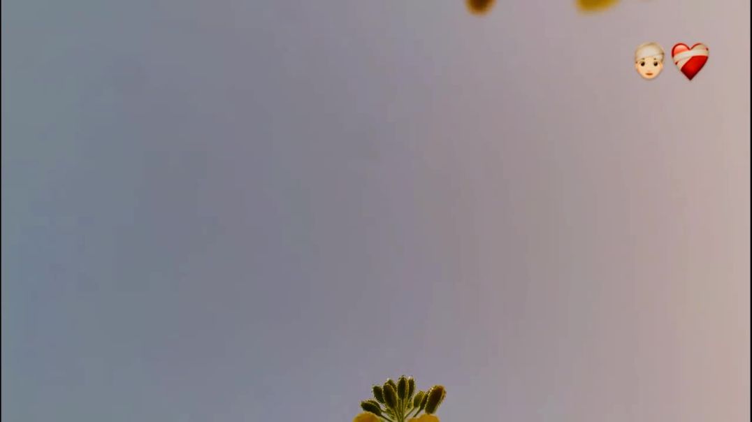 सरसों_❤️‍🩹👳🏻‍♀️~3