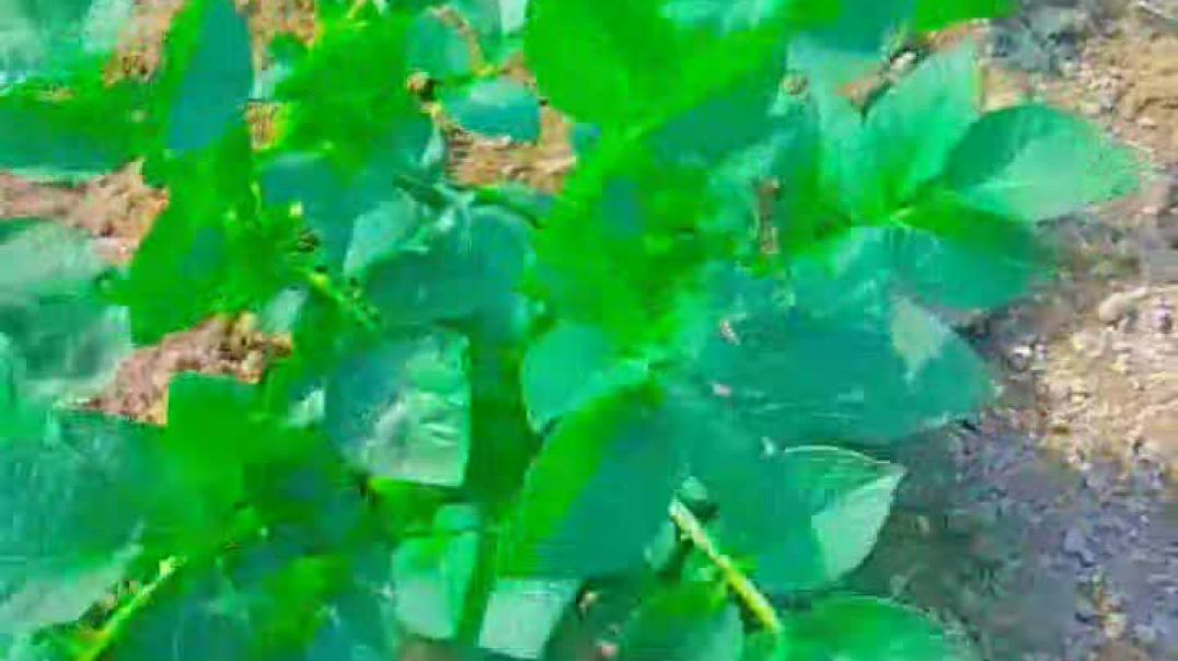 आज तो बच गया