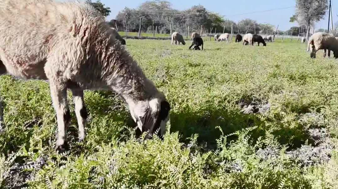 VID_20251209_015315_112