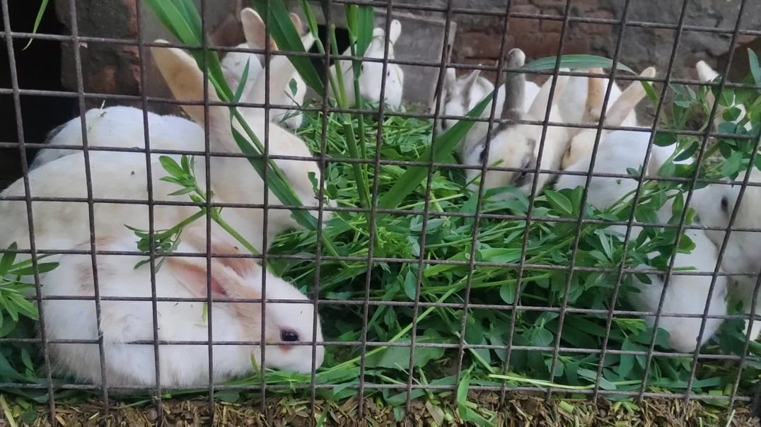 video_20250226_182621