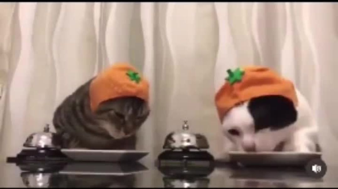 ⁣petizashop-20251227-0002