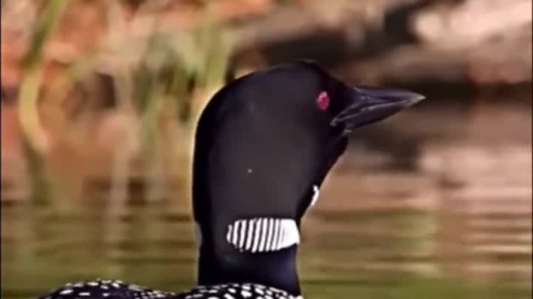 VID_20251029_061636_091