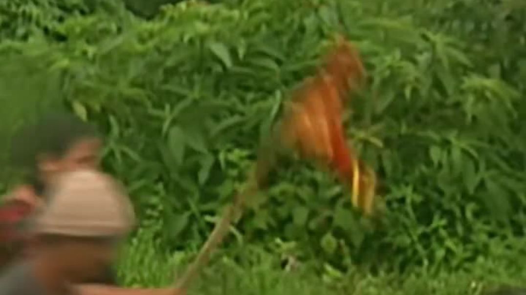 In_every_raindrop,_there’s_a_rhythm_of_devotion